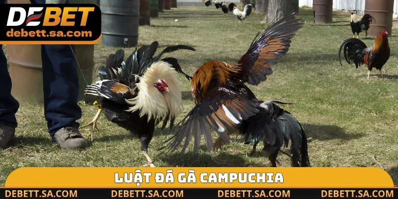 Luật đá gà Campuchia