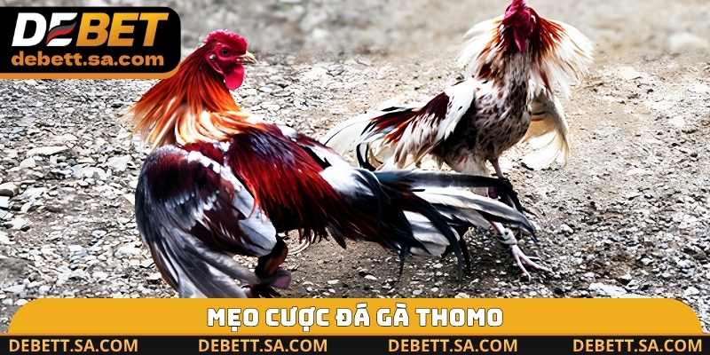 Mẹo cược đá gà Thomo