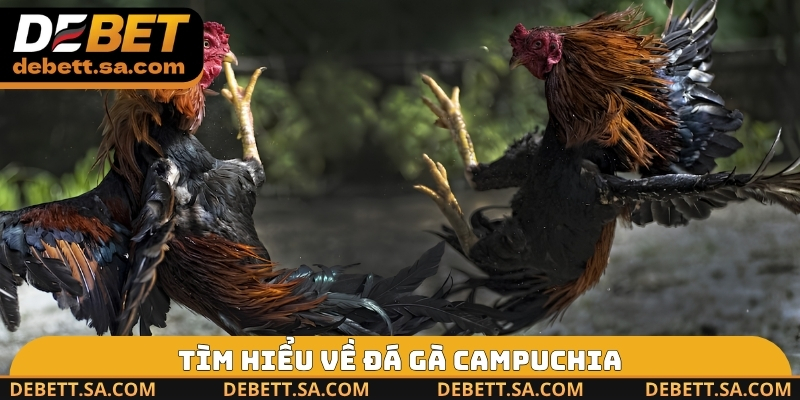 Tìm hiểu về đá gà Campuchia