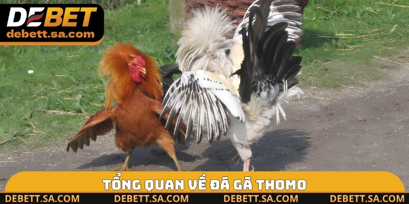 Tổng quan về đá gà Thomo