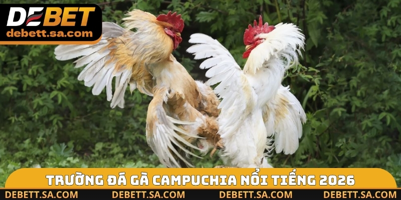 Trường đá gà Campuchia nổi tiếng 2026